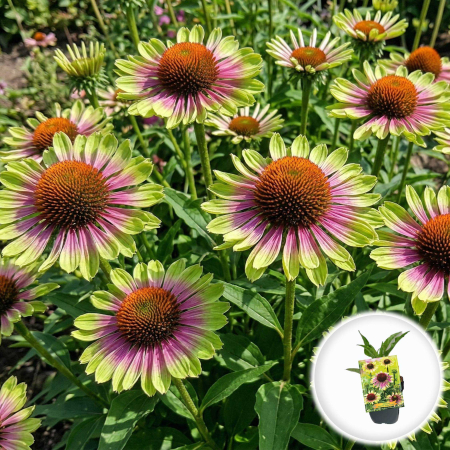 Bulbi de Echinacea - echinacea-purpurea-green-twister-roz-verde-pepiniera-sibiu