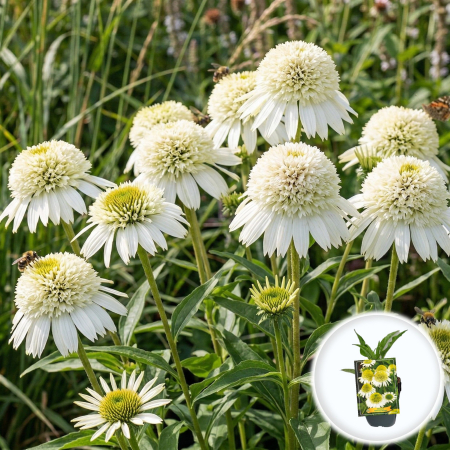 Bulbi de Echinacea - echinacea-purpurea-delicious-nougat-floare-alba-dubla-pepiniera-sibiu