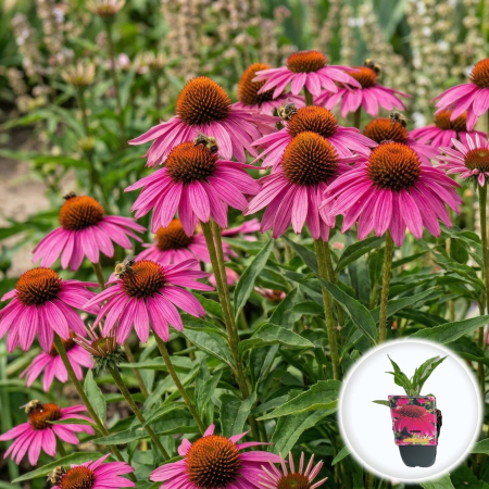 Bulbi de Echinacea - echinacea-purpurea-pow-wow-wild-berry-pepiniera-sibiu
