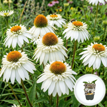 Bulbi de Echinacea - echinacea-purpurea-powwow-white-floare-alba-pepiniera-sibiu