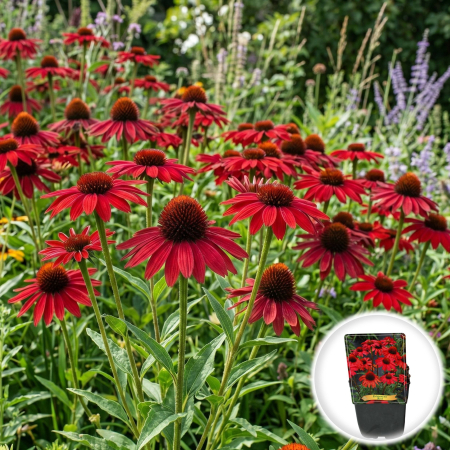 Bulbi de Echinacea - echinacea-purpurea-red-floare-rosie-perena-pepiniera-sibiu