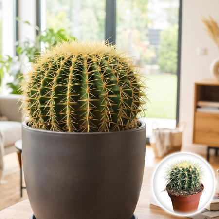 Echinocactus - echinocactus-grusonii-scaunul-soacrei-cactus-ornamental-pepiniera-sibiu