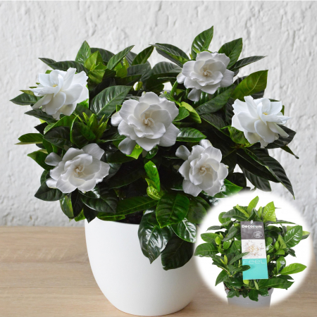 Gardenia Jasminoides - 2L [1]