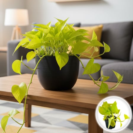 Plante Interior - Epipremnum Golden Photos - 25cm