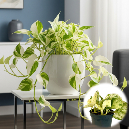 Epipremnum - Epipremnum Happy Leaf - 20cm
