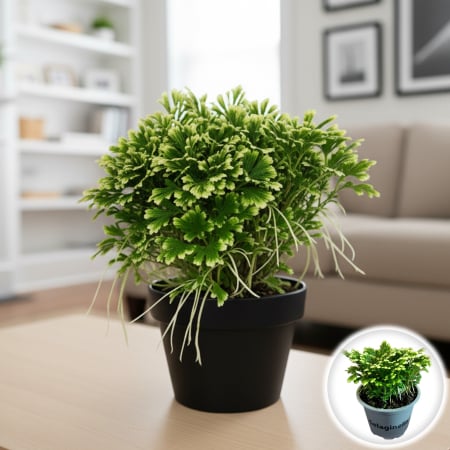 Plante Interior - Selaginella martensii - Jori