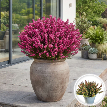Flori Gradina si Balcon - erica-carnea-roz-arbust-pitic-vesnic-verde-pepiniera-sibiu