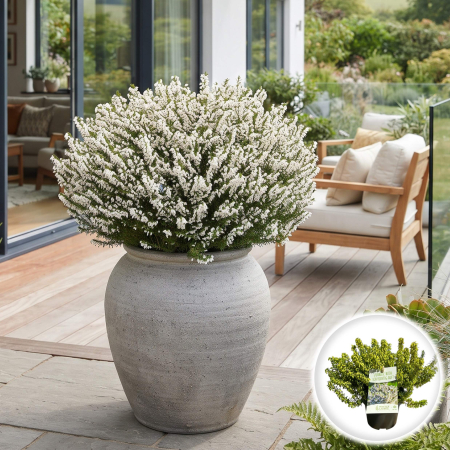 Flori Gradina si Balcon - erica-carnea-alba-arbust-pitic-vesnic-verde-pepiniera-sibiu
