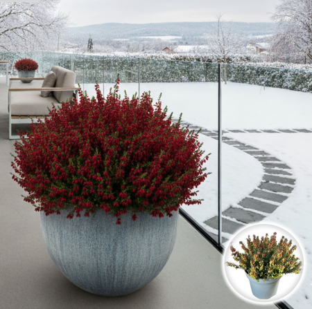 Plante Decorative - Erica carnea - Rosie