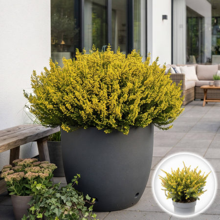 Plante Decorative - erica-darleyensis-galben-arbust-vesnic-verde-pepiniera-sibiu
