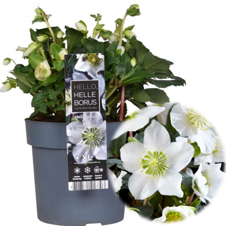 Helleborus - Helleborus - Christmas Carol - 30cm+