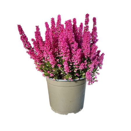 Erica gracilis - Heidis - Roz [1]