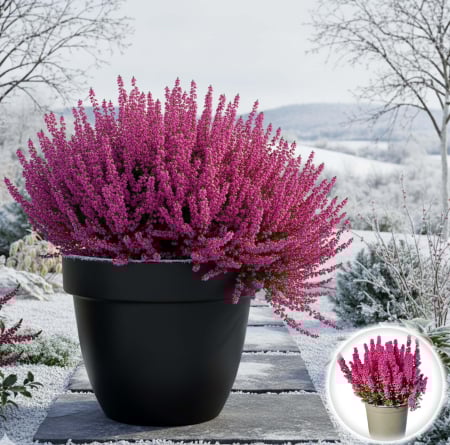 Erica - Erica gracilis - Heidis - Roz