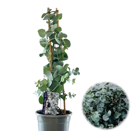 Plante Decorative - Eucalipt Piramidal - 65cm+