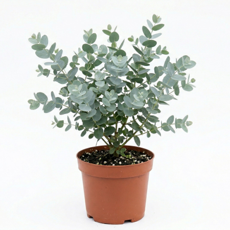 Eucalipt - Eucalyptus gunnii eucalipt argintiu 35cm ghiveci Pepiniera Sibiu