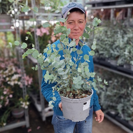 Plante Decorative - Eucalipt Argintiu