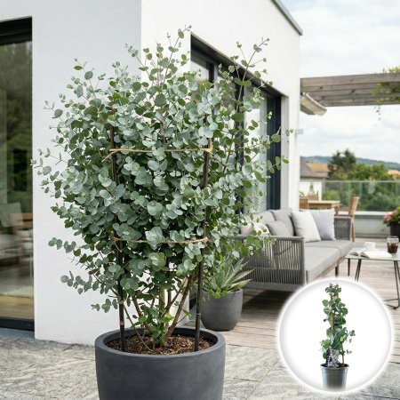 Eucalipt - Eucalyptus gunnii eucalipt argintiu 50cm pe bambus ghiveci Pepiniera Sibiu