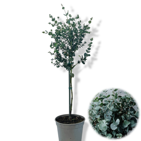 Plante Decorative - Eucalipt - Pomisor (80cm+)