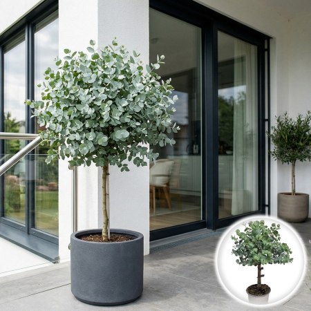 Eucalipt - Eucalyptus cinerea pomisor eucalipt argintiu 40cm ghiveci Pepiniera Sibiu