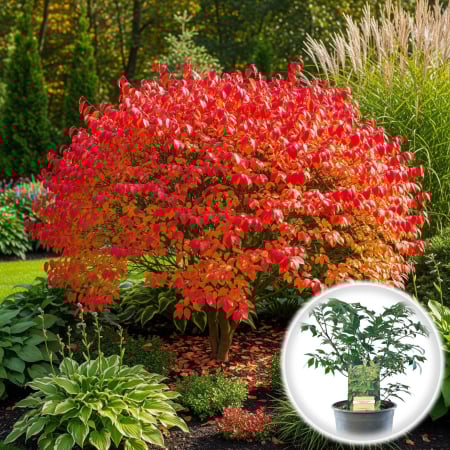 Euonymus - Euonymus Alatus 20-30cm (P9)