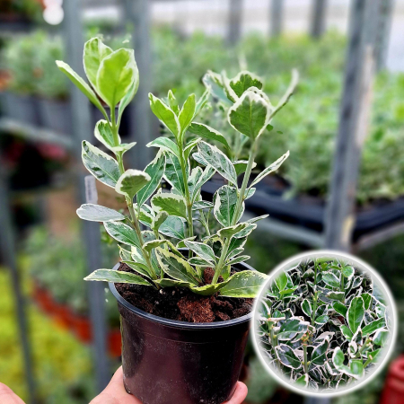 Plante Decorative - Euonymus Albomarginatus 20cm+ (P12)