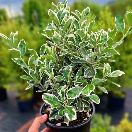 Euonymus Albomarginatus 20cm+ (P12) [1]