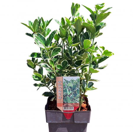 Euonymus Albomarginatus 30cm+ (5L) [1]
