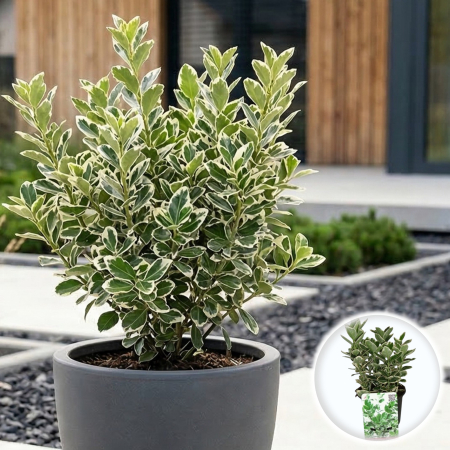 Euonymus - Euonymus Japonicus Kathy arbust persistent verde alb ghiveci Pepiniera Sibiu