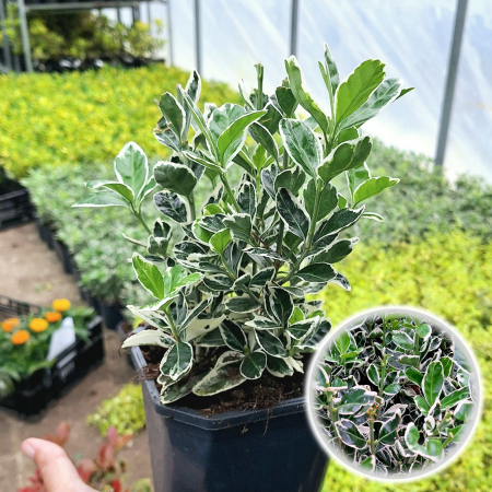 Euonymus - Euonymus Albomarginatus 30cm+ (5L)