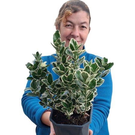 Euonymus - Euonymus Albomarginatus 30cm+ (5L)