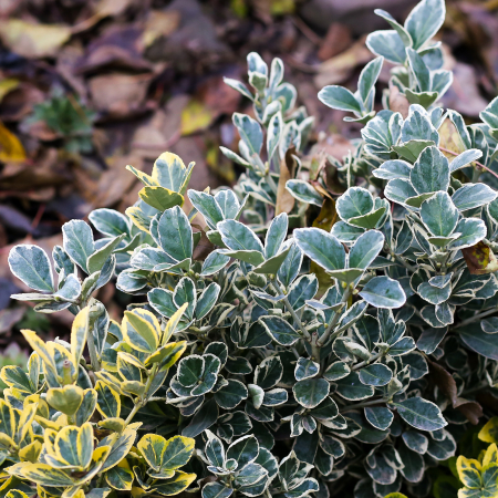 EUONYMUS ARGENTEO 40-60cm (5L) [1]