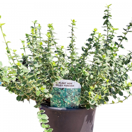Plante Decorative - EUONYMUS ARGENTEO 40-60cm (5L)