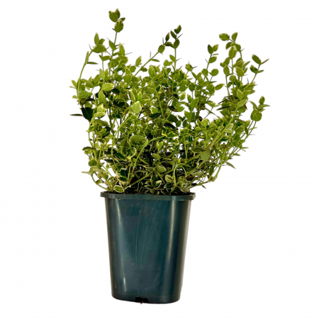 EUONYMUS Argintiu 20-40cm (2L) [1]