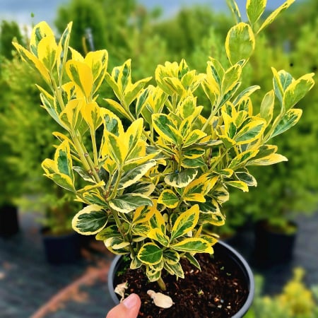 Euonymus - EUONYMUS AUREOMARGINATUS 20-30cm (2L)