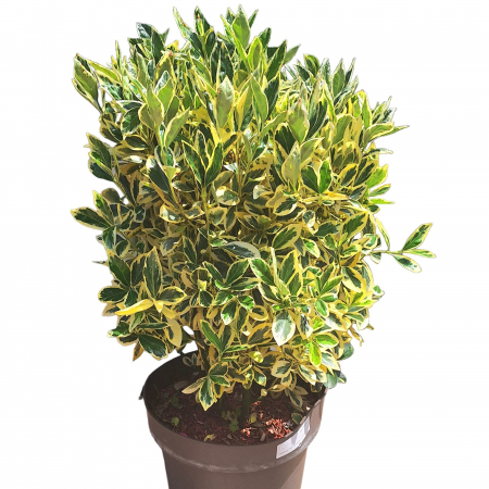Euonymus Bravo 80cm (10L) [1]