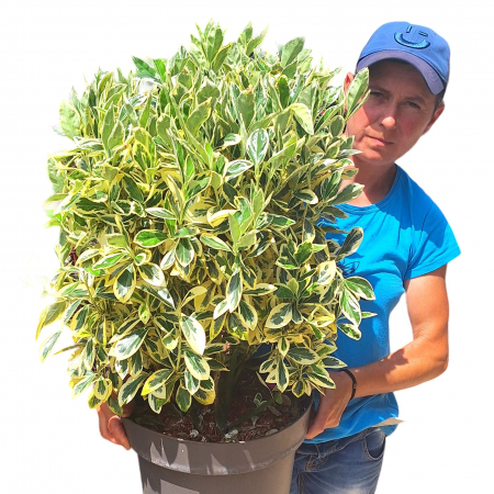 Euonymus - Euonymus Bravo 80cm (10L)