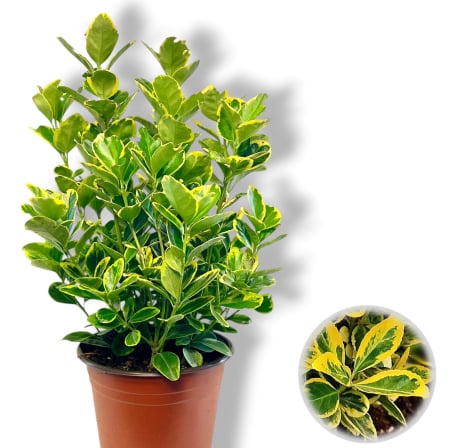 Euonymus - Euonymus Aureomarginatus - 45cm