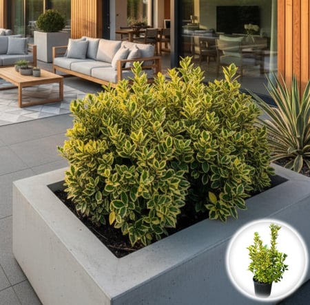 Euonymus - Euonymus Aureomarginatus - 70cm