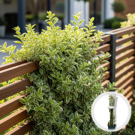 Euonymus - Euonymus Catarator - Emerald Gaiety - 75cm+