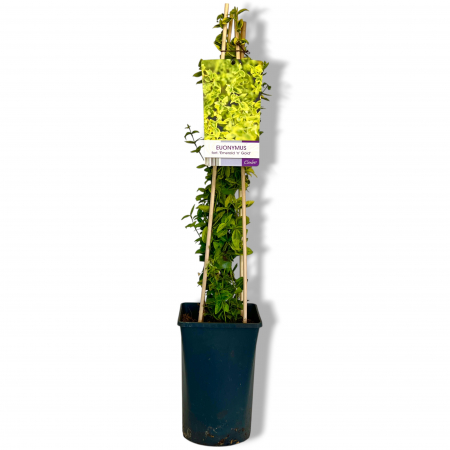 Euonymus Catarator - Emerald Gold - 75cm+ [1]