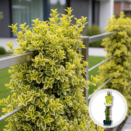 Euonymus - Euonymus Catarator - Emerald Gold - 75cm+