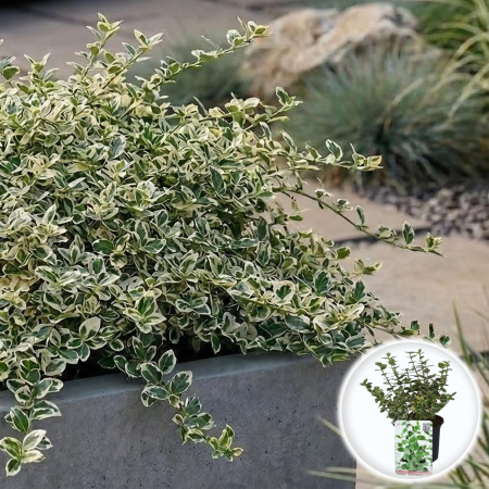 Euonymus Emerald Gaiety arbust persistent verde alb ghiveci Pepiniera Sibiu [1]