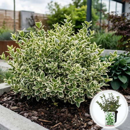 Euonymus - Euonymus Emerald Gaiety arbust persistent verde alb ghiveci Pepiniera Sibiu