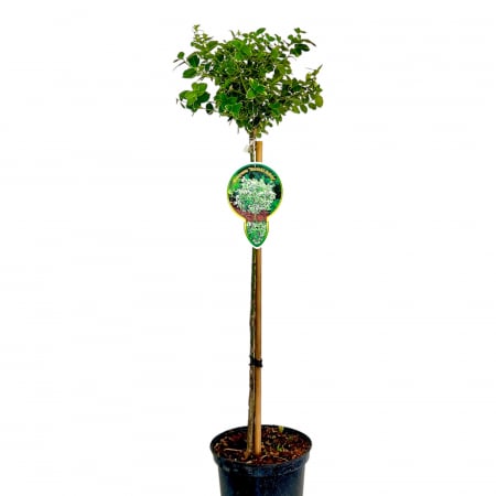 Euonymus Emerald Gaiety - Picior 100cm [1]