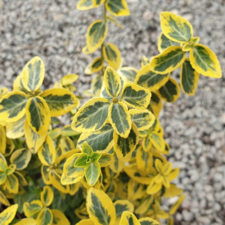 EUONYMUS Emerald Gold 20-40cm (2L) [1]