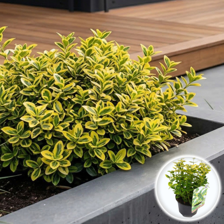 Euonymus - Euonymus Emerald Gold arbust persistent verde galben ghiveci Pepiniera Sibiu