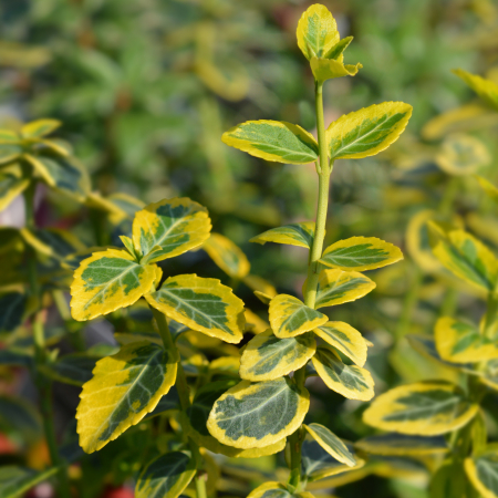 EUONYMUS Emerald Gold 20-40cm (2L) [2]