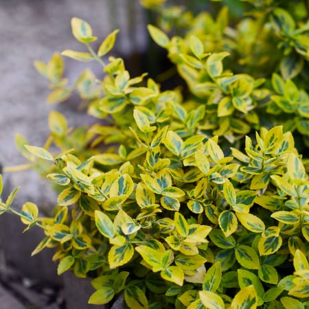 Plante Decorative - EUONYMUS Emerald Gold 20-40cm (2L)