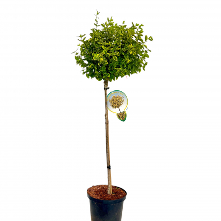 Euonymus Emerald Gold - Picior 100cm [1]