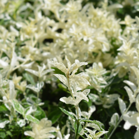 Euonymus Harlequin 30cm+ (5L) [1]
